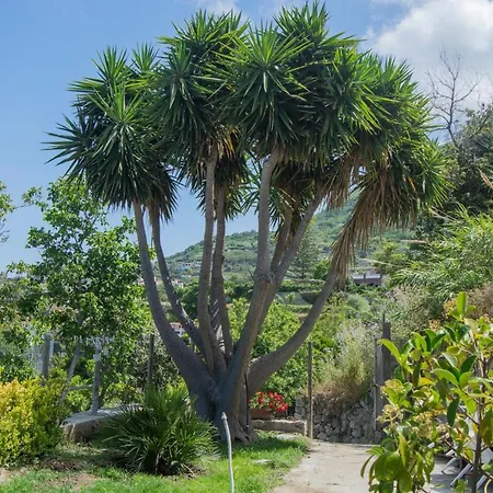 Casa Yucca Vila Forio di Ischia Exterior foto