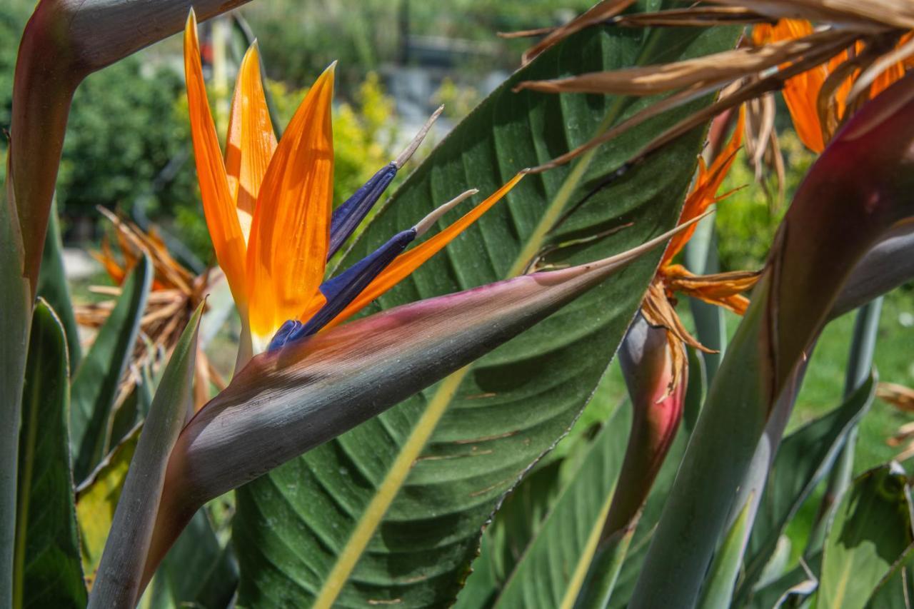 Casa de Férias Casa Yucca Forio di Ischia