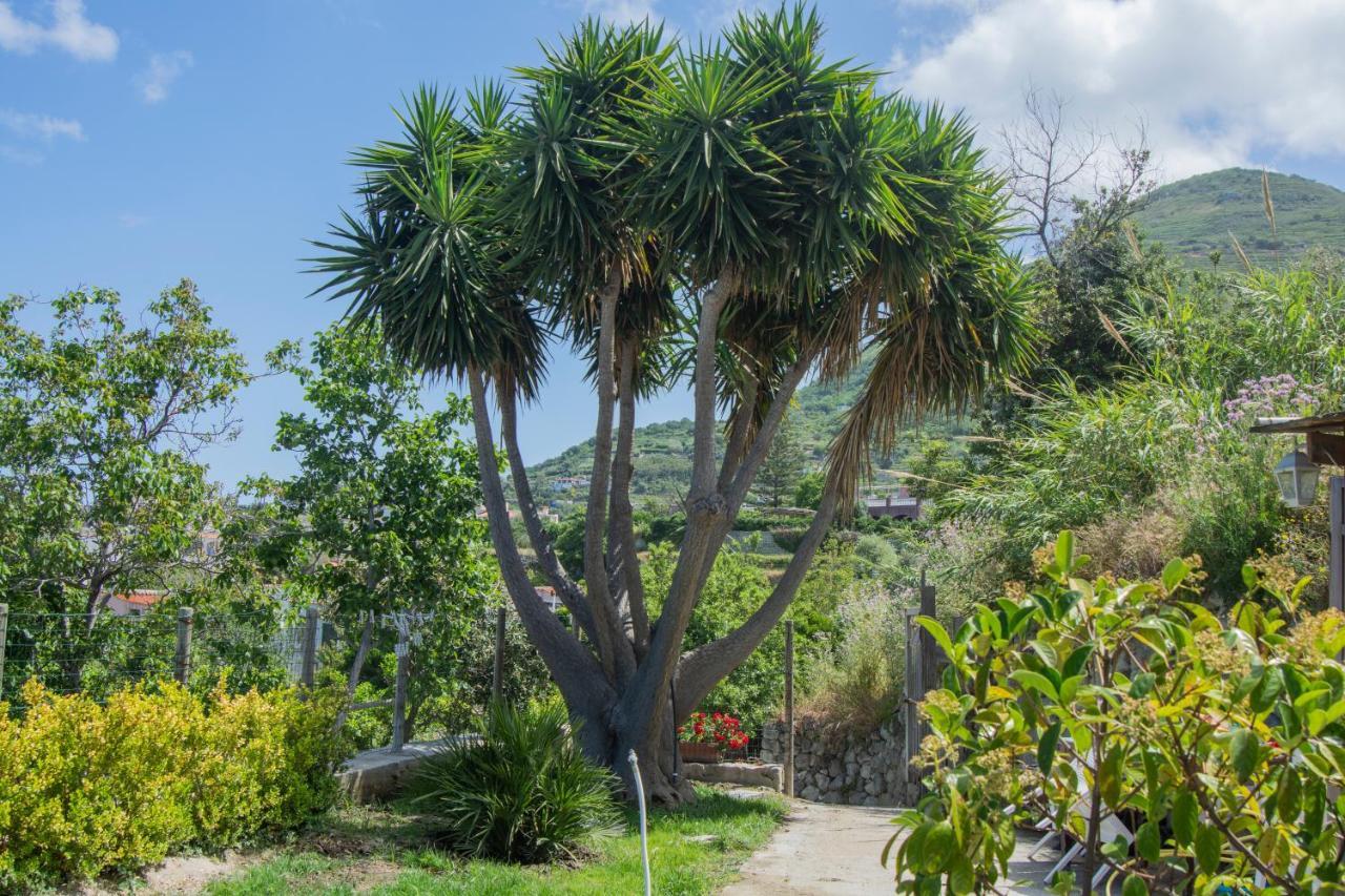 Casa Yucca * Forio (Isola d'Ischia)
